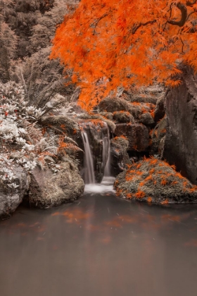 Picture of SPLASH IN THE POND