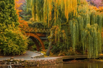 Picture of WILLOWS OVER THE POND