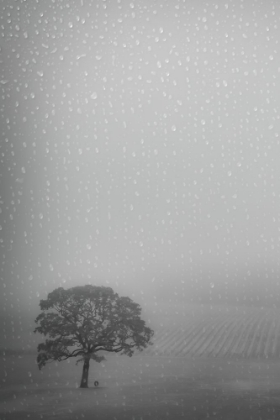 Picture of LONE OAK IN THE RAIN