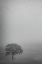 Picture of LONE OAK IN THE RAIN
