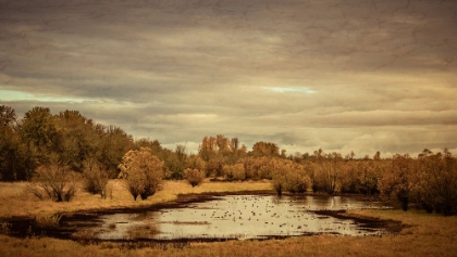 Picture of LATE AUTUMN POND