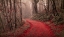 Picture of THROUGH THE RED WOODS