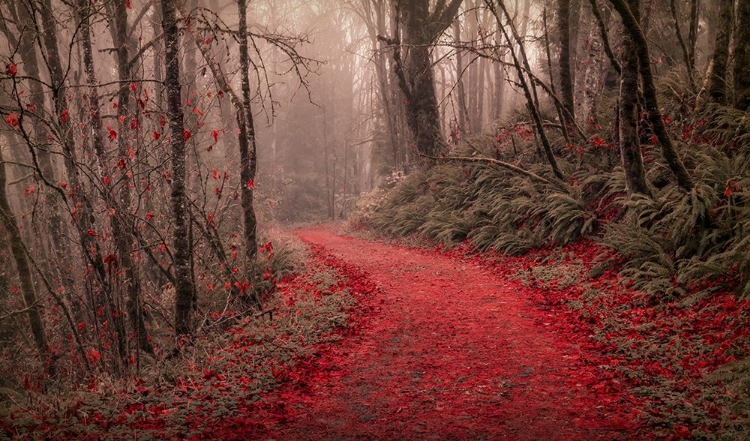 Picture of THROUGH THE RED WOODS
