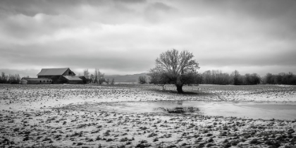 Picture of IN THE SNOWY PASTURE