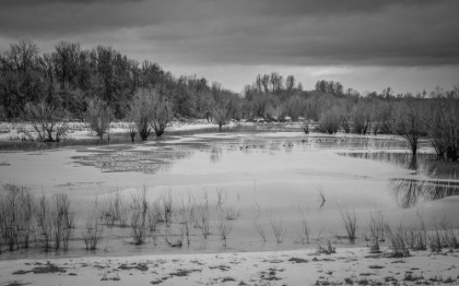 Picture of WINTER WETLAND