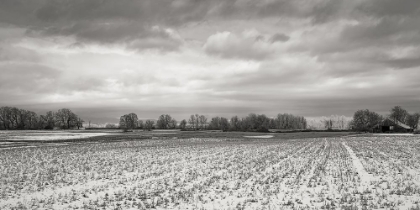 Picture of SNOW DUSTED FIELD