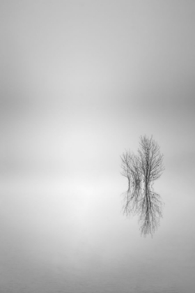 Picture of MISTY SIMPLICITY