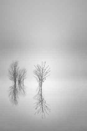 Picture of BARE REFLECTIONS