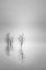 Picture of BARE REFLECTIONS