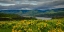 Picture of SPRING BURSTS ALONG THE COLUMBIA