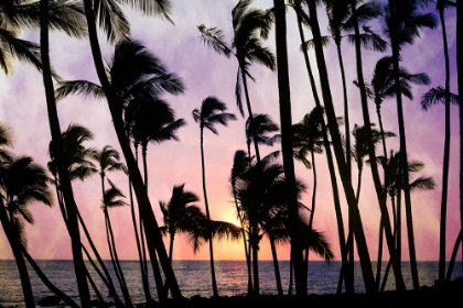 Picture of PALMS AT SUNSET