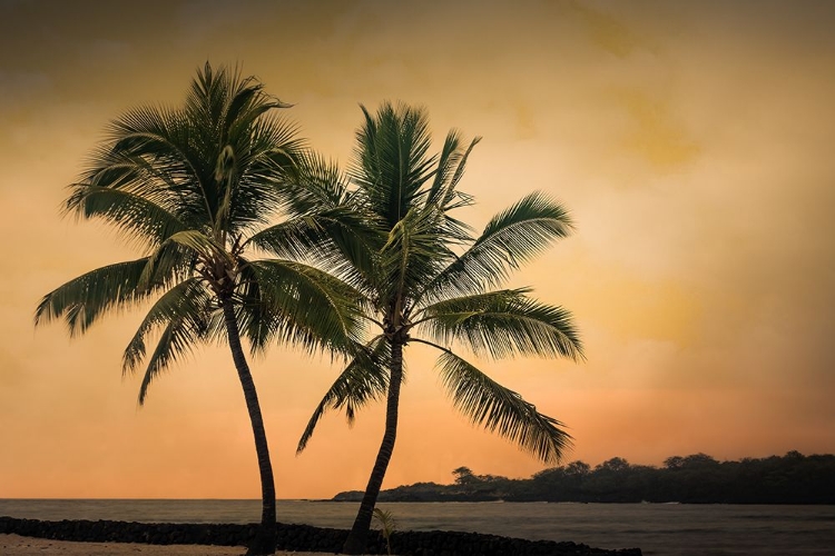 Picture of TWO PALMS AT SUNSET