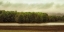 Picture of WETLAND TREES