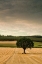 Picture of LONE TREE IN THE AUTUMN FIELD