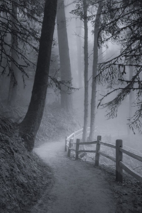 Picture of MISTY MORNING TRAIL