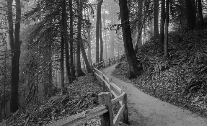 Picture of TRAIL THROUGH THE FOREST