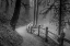 Picture of WINDING PATH, MISTY FOREST