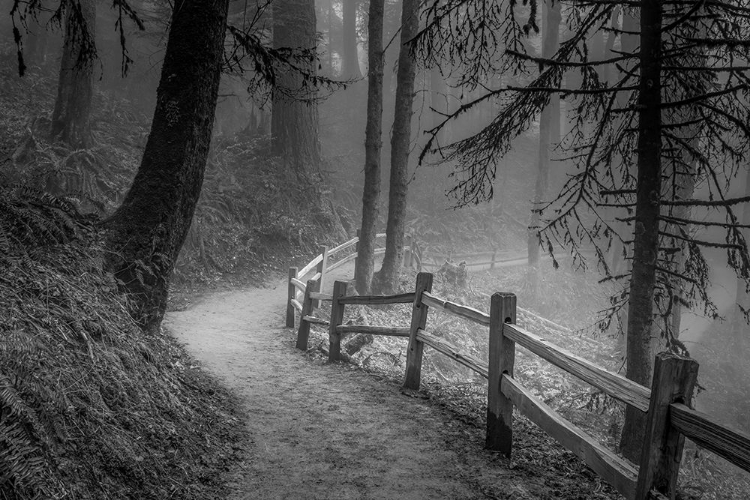 Picture of WINDING PATH, MISTY FOREST