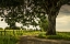 Picture of WINDING THROUGH THE VINEYARD