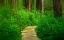 Picture of DEEP IN THE WOODS