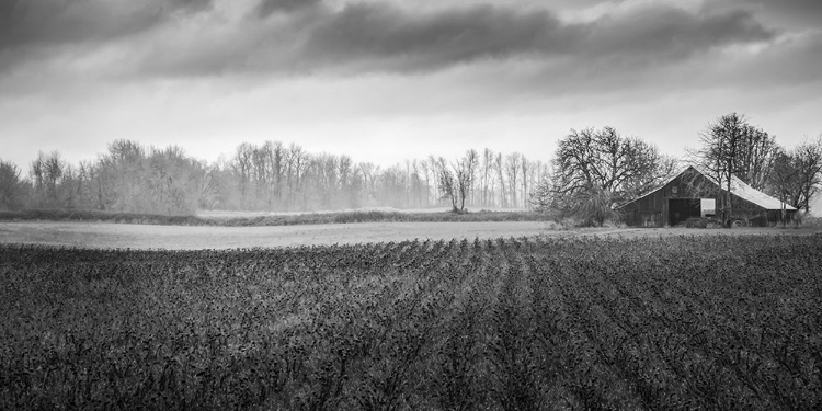 Picture of WINTER PASTURE