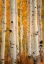 Picture of ASPENS IN AUTUMN