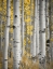 Picture of ASPENS IN THE FOREST