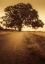 Picture of THE TREE AT THE END OF THE ROAD