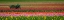 Picture of TRACTOR IN THE TULIPS