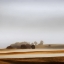 Picture of FOG IN THE COUNTRYSIDE