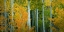 Picture of ASPEN GROVE IN AUTUMN