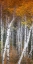 Picture of SLENDER ASPENS