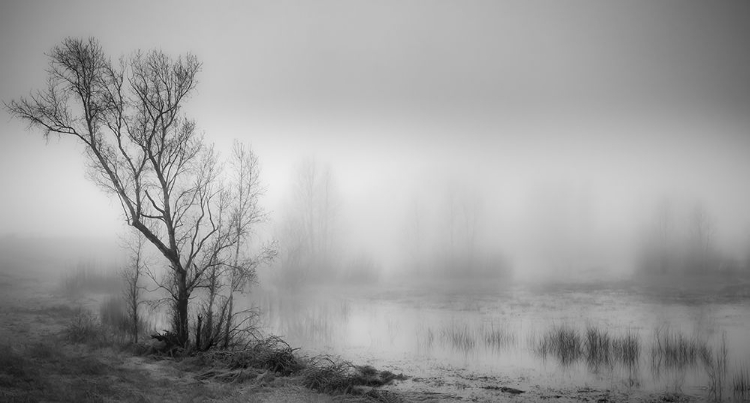 Picture of MISTY WETLAND