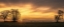 Picture of DAWNS DELIGHT