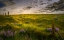 Picture of WILDFLOWER MEADOW