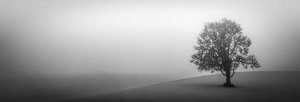 Picture of LONE TREE IN THE FOG