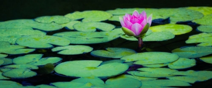 Picture of FLOATING LOTUS