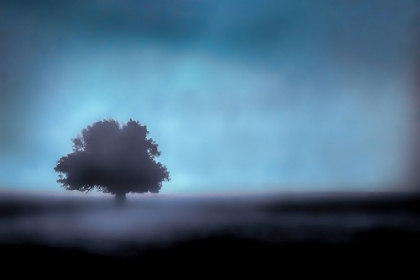 Picture of SOLITARY TREE