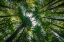 Picture of REDWOOD CANOPY I