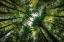 Picture of REDWOOD CANOPY II