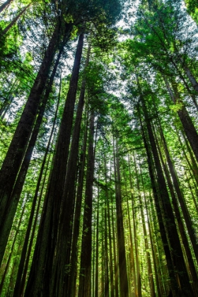 Picture of TALL AND SLENDER REDWOODS