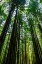 Picture of TALL AND SLENDER REDWOODS