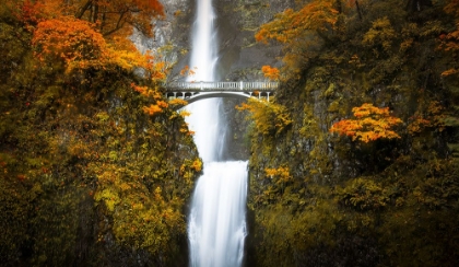 Picture of MULTNOMAH FALLS IN AUTUMN