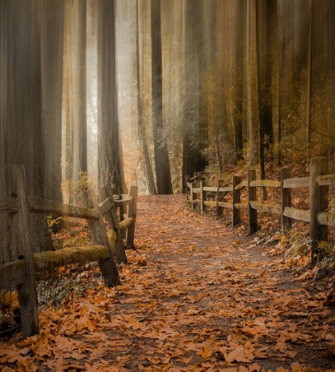 Picture of LEAFY PATH THROUGH THE FOREST