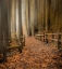 Picture of LEAFY PATH THROUGH THE FOREST