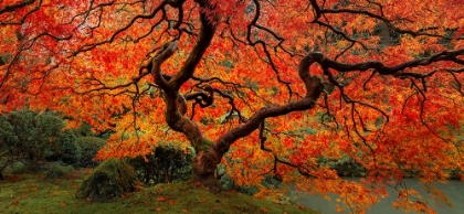 Picture of RED MAPLE