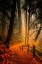 Picture of LEAVES THROUGH THE TREES I
