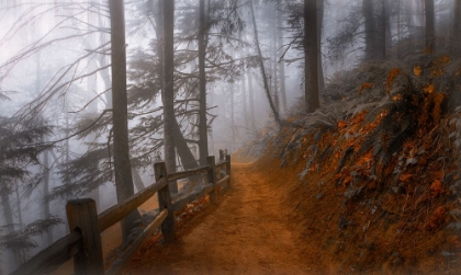 Picture of AUTUMN FOG IN THE FOREST