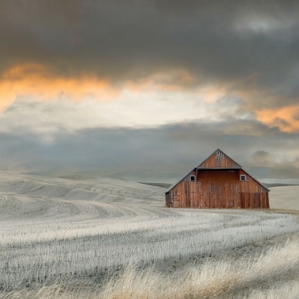 Picture of OLD BARN IN THE WINTER WHEAT