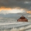 Picture of OLD BARN IN THE WINTER WHEAT